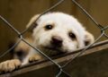 Cuatro de cada diez dueños abandonan mascotas