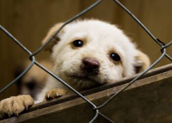 Cuatro de cada diez dueños abandonan mascotas