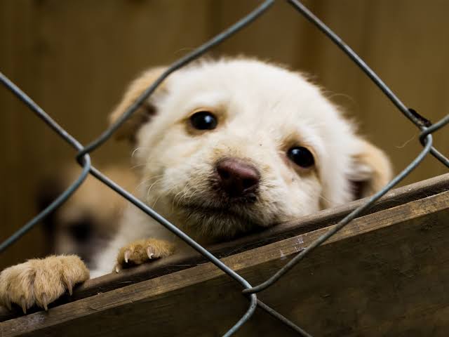 Cuatro de cada diez dueños abandonan mascotas