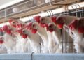 Producción de huevo crece 6.1% en México y proyecta sólido cierre para 2026