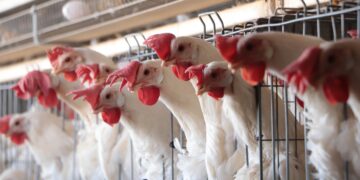 Producción de huevo crece 6.1% en México y proyecta sólido cierre para 2026