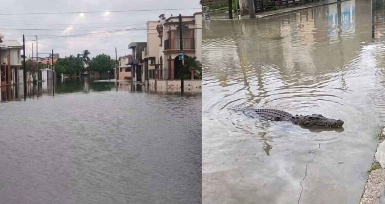 Lluvias “sacan a pasear” a cocodrilos en Madero