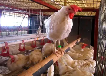 Brasil activa medidas sanitarias por virus en aves de corral