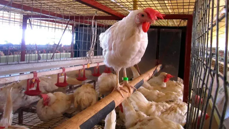 Brasil activa medidas sanitarias por virus en aves de corral