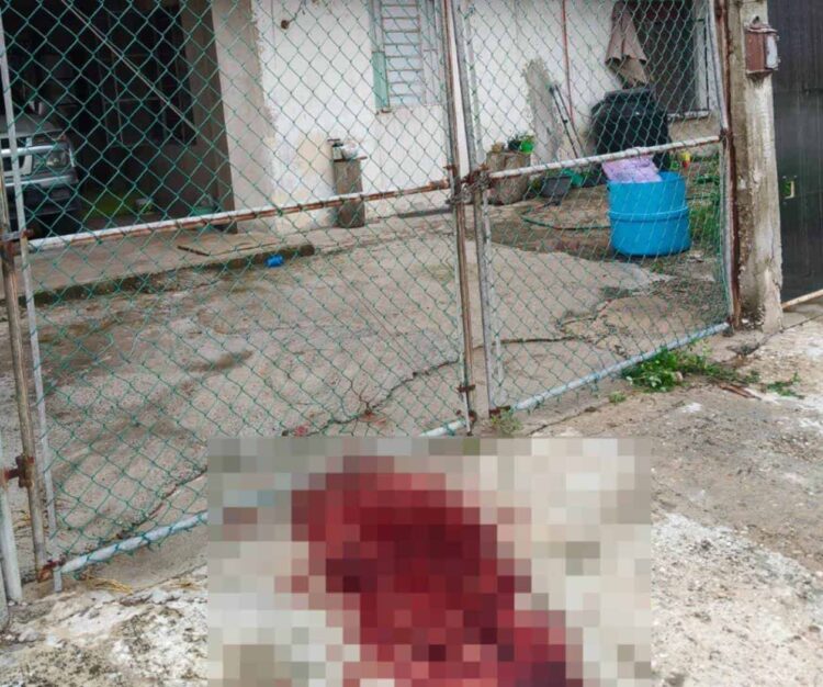 Mujer mata a puñaladas a Pitbull en Tampico